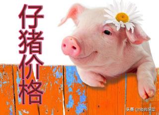 多价葡萄球菌菌苗价格（仔猪价格）