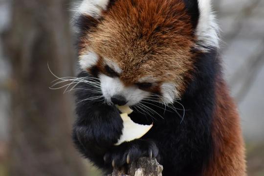 小熊猫世纪风价格（我也不想被萌翻）
