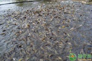 泥鳅价格最新行情（2020泥鳅价格多少钱一斤）