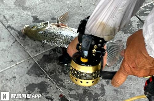弹弓捕鱼器价格图片（福州左海公园竟成弹弓射鱼的）