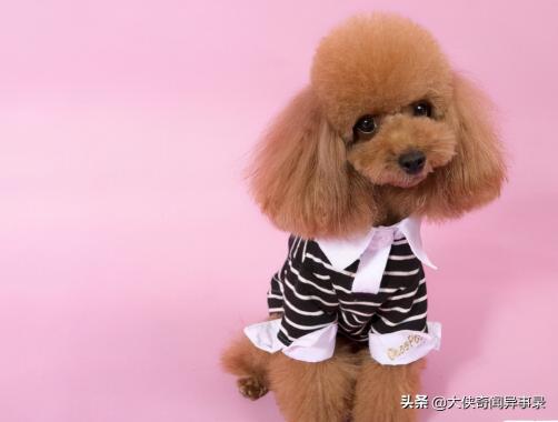 中型泰迪犬价格表（女生为什么不能养泰迪原因）