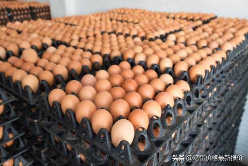 河北今日鸡蛋价格上涨（2022年5月24日鸡蛋价格最新报价行情）