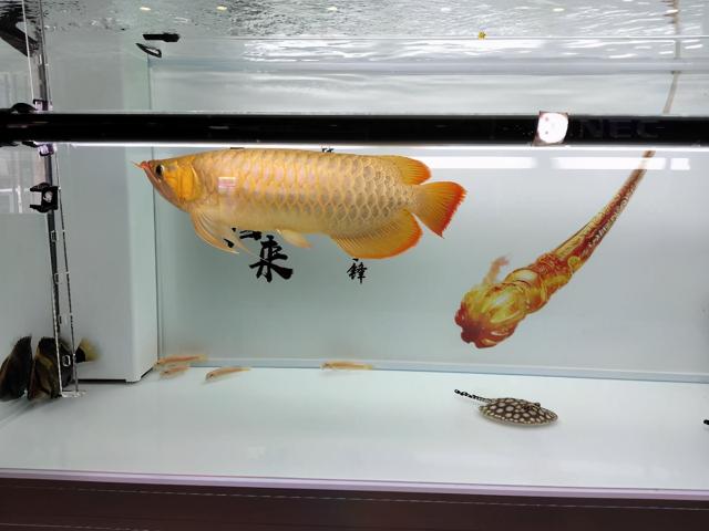 雷龙鱼价格排行（不要总说自己饲养的观赏鱼很低档）