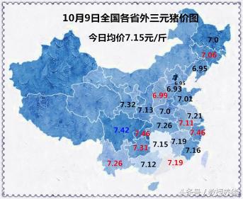 明天金锣生猪收购价格（10月9日全国猪价行情）