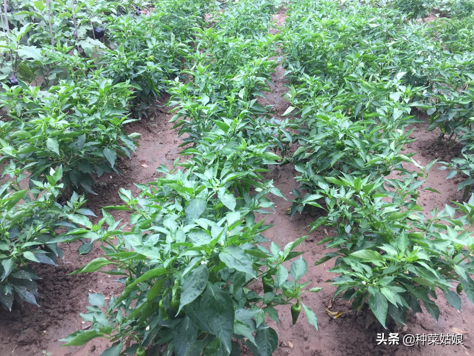 过磷酸钙价格多少一吨（春季种菜）