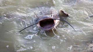 黄金胡子鱼价格（夏季夜钓这种又凶又痴）