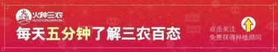 四川浦江丑橘苗价格（蒲江丑柑上市）