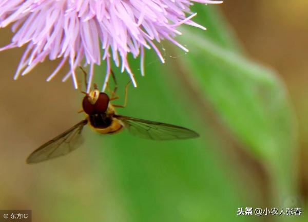 真蜂蜜大概多少钱一斤（一斤蜂蜜卖到几十元到上百元）