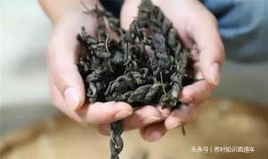 铁观音苦瓜茶价格查询（你喝过长相奇特的茶叶吗）