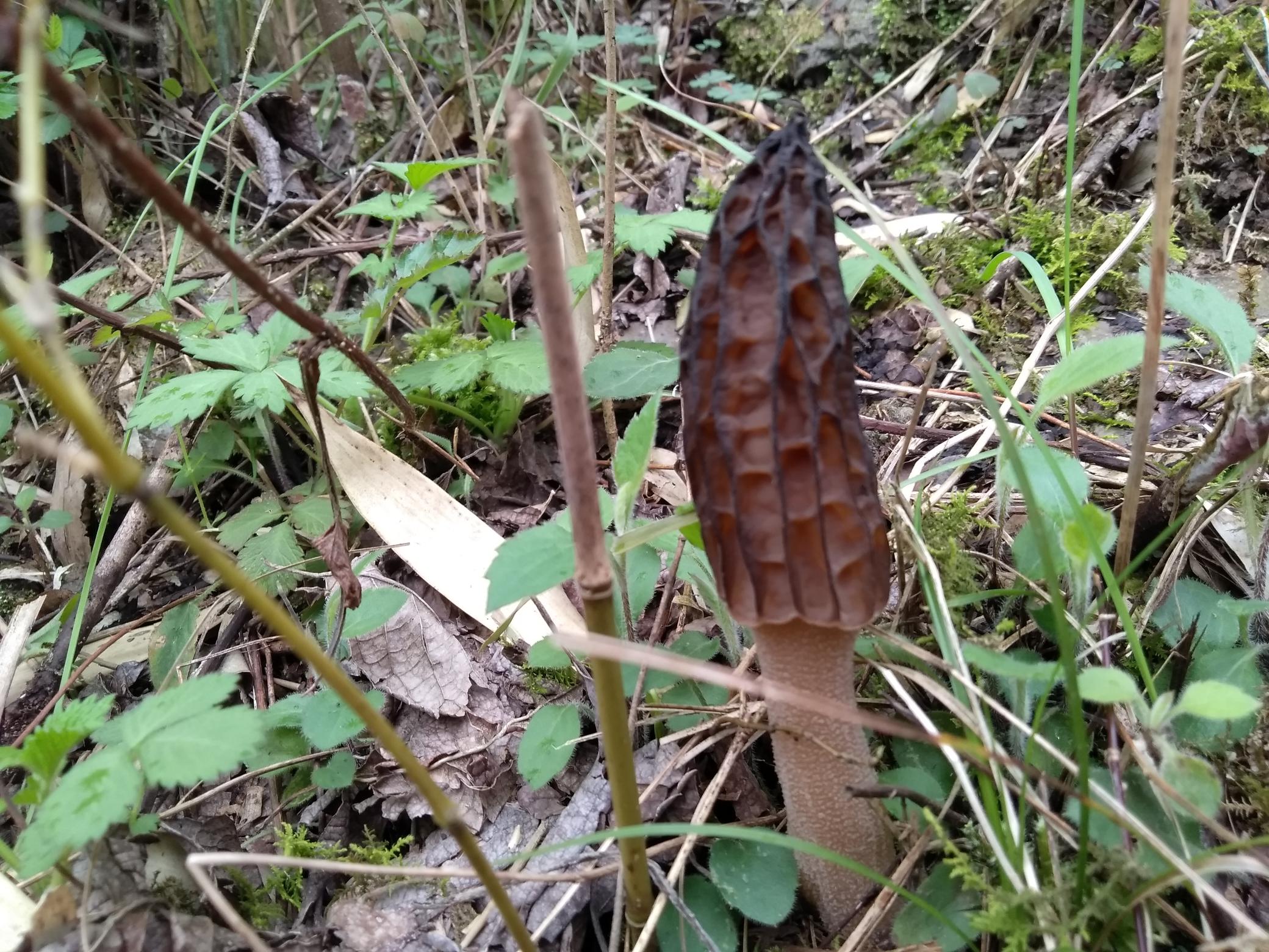 细支冬虫夏草香烟价格（竹林下这种野生菌价值珍贵）