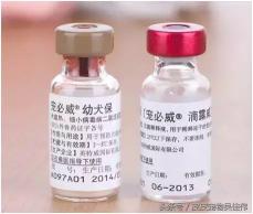 英特威六联疫苗价格（狗狗疫苗这样打才正确）