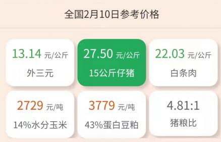 四川仔猪40斤价格（2月10日仔猪价格）