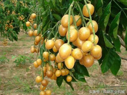 银中杨价格（2018年种植这几种一定赚钱）