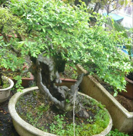 榆树疙瘩价格图片大全（野生榆树疙瘩）
