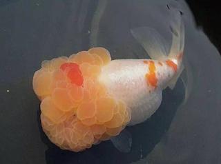 10cm狮子头金鱼价格（不是所有大脑袋的观赏鱼）