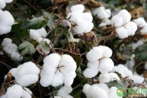新疆哈密棉花价格（今日棉花价格多少钱一斤）
