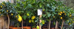 柠檬苗批发价格（香水柠檬盆栽种植方法）