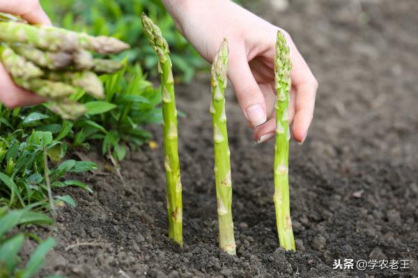 2017年芦笋价格（芦笋价格高）