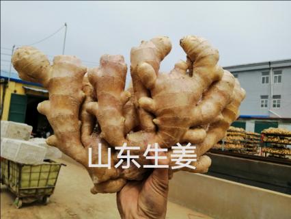 安丘今日最新大姜价格（今日山东安丘生姜价格）