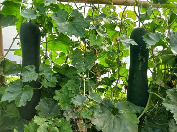 蔬菜商情网2019蔬菜产地价格（蔬菜价格普跌30）