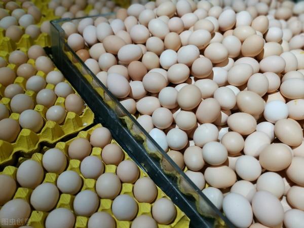 肉鸡价格最新报价（19日行情简评）