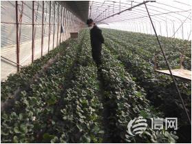 平度草莓最新价格行情（保供应促增收）