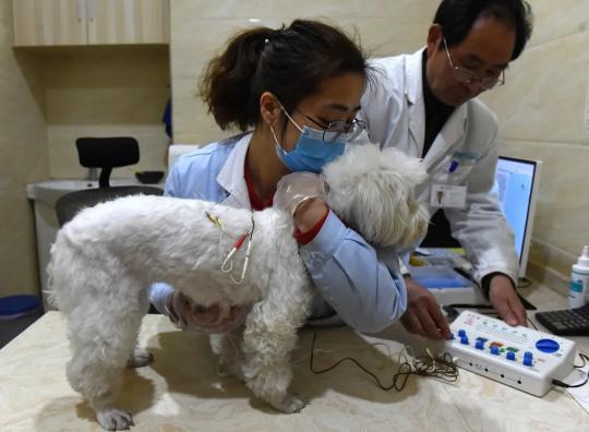 柯基犬价格2015（看一次病花一个月工资）