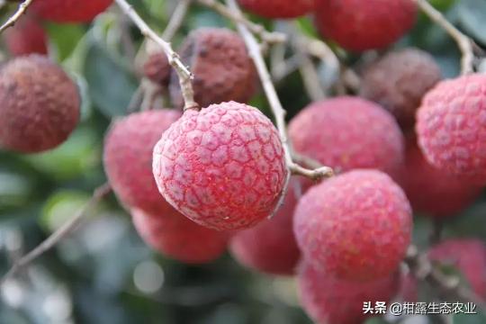 南宁海吉星水果批发市场价格行情（广西农产品近期价格行情）