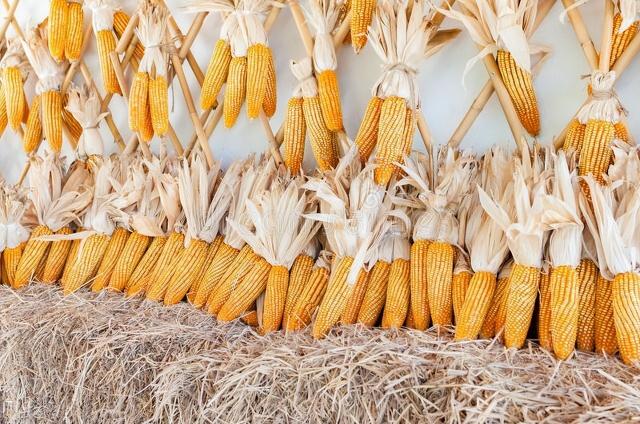 滄州玉米價格最新行情（4月13日國內各地玉米價格發布）