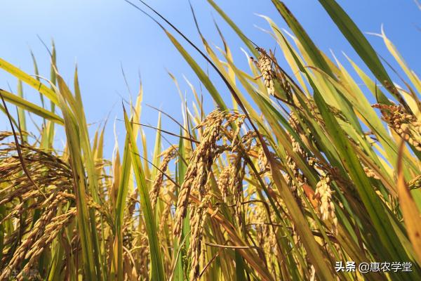 水稻今年价格走势（稻谷目前多少钱一斤）