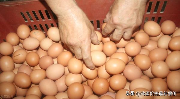 江西鸡蛋价格 今日价（涨）