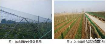 五线水平仪蓝光价格（梨园鸟雀危害严重怎么办）