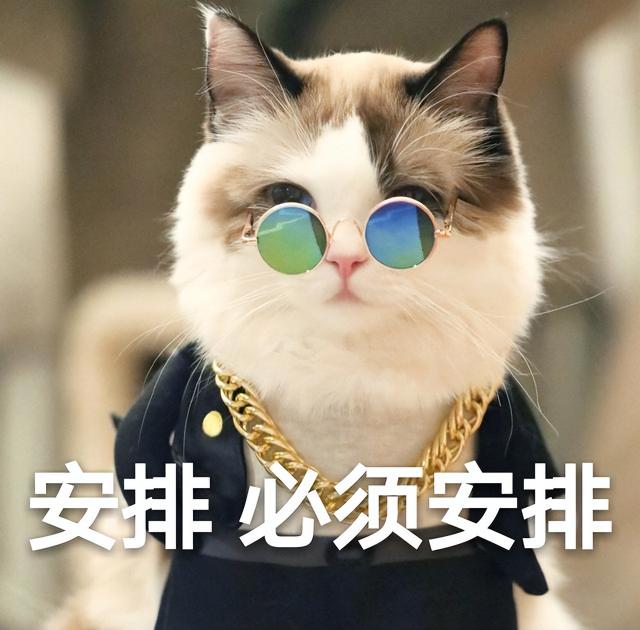 一般小猫多少钱一只（养猫）