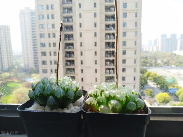 潘氏冰灯玉露价格（这4种多肉）