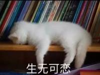 乌丝檀木家具的价格（买家具四处奔波累断腿）