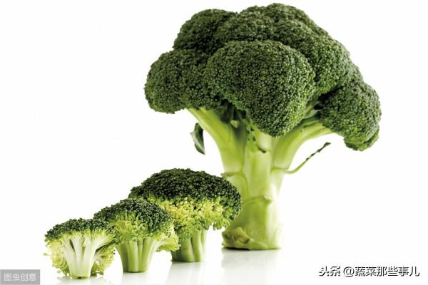 全國萵筍批發價格（上海江橋菜價）