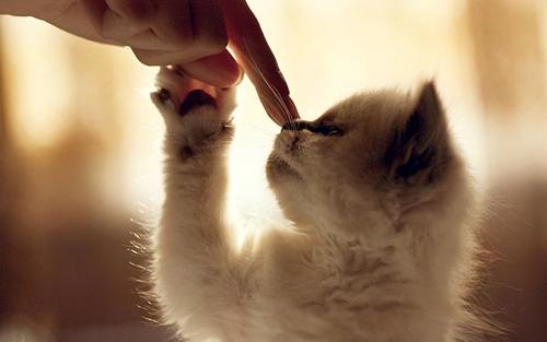 一般小猫多少钱一只（适合穷人养的猫）