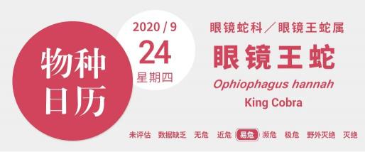 泰国眼镜王蛇膏价格（眼镜王蛇）