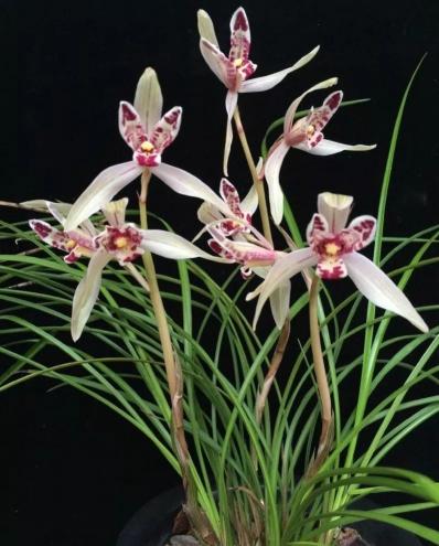 大雪素兰花 价格（最适合养兰初学者的）