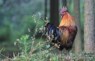 节节草回收价格（85后夫妇养鸡遇禽流感死5万只鸡）