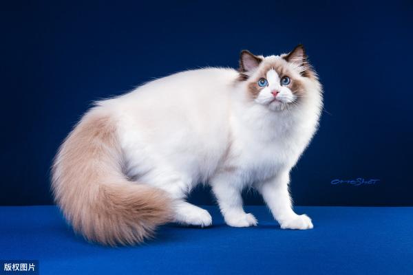 布偶猫的大概价格（决定布偶猫身价的6个因素）