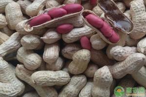 全国花生价格最新走势（花生最新价格行情是怎样）