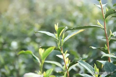 全骏眉茶价格（从茶之九难到一杯好茶）
