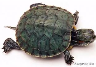 强身健脑胶囊价格（世上虽然没有长生不老药）