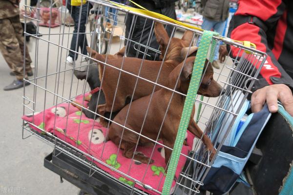 蝴蝶犬价格（养狗首选）