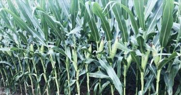 郑单958玉米种价格（抗锈病抗倒伏）