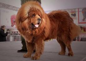 2016玉树小藏獒价格（从身价上千万）