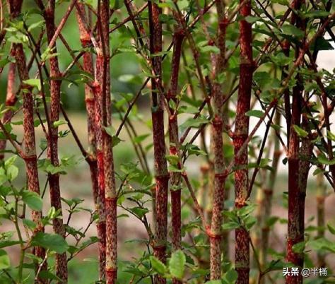 虎杖的价格（入侵英国导致房价暴跌的日本虎杖）