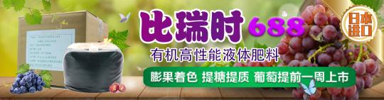 2016年金手指葡萄价格（6月11日葡萄报价）