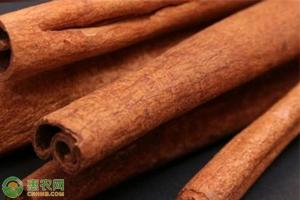 肉桂價(jià)格（2020年桂皮價(jià)格多少錢一斤）